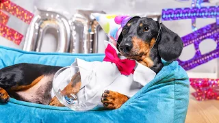 10 years ol... young dog's Birthday! Cute & funny dachshund dog video!