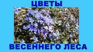 Цветы весеннего леса.