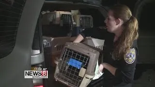 60 cats, 2 dogs removed from Wolcott home