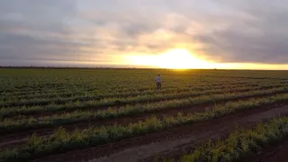 Grupo Agrícola El Cerezo / Video Institucional