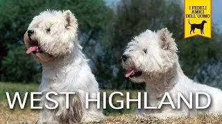 WEST HIGHLAND WHITE TERRIER e CAIRN TERRIER trailer documentario