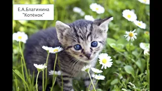 Е.А. Благинина "Котёнок"