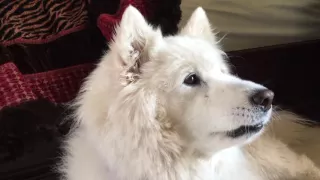 Samoyed Howling and Growling Up Close - Super Cute Dog