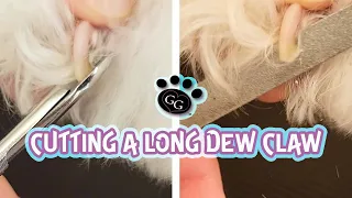 Cutting (and Filing) a Long Dewclaw - How to Cut a Dewclaw on Dogs - Gina's Grooming