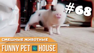 СМЕШНЫЕ ЖИВОТНЫЕ И ПИТОМЦЫ #68 ИЮНЬ 2019 [Funny Pet House] Смешные животные