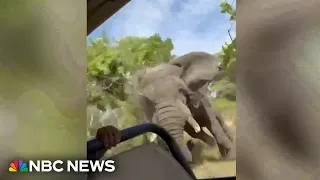 Watch: Terrifying moment elephant charges tourists on Zambia safari