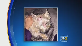 WATCH: Coyote Attacks Terrier