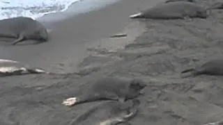 Elephant Seals at San Simeon, November 2013