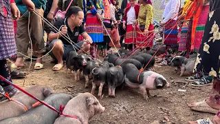 Duong's went to the highland market to buy breeding Pigs