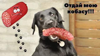 Собака и Колбаса !!! | Нога танеться к колбасе !!!