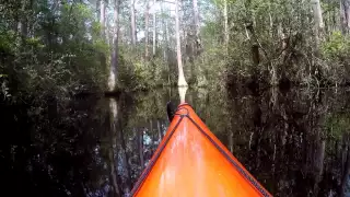 Okefenokee Kayak Trip - Silver Springs Day Paddle (11:27) Nature in Pictures and Video Clips- 2015