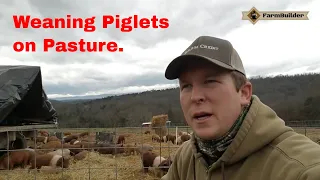 Weaning Piglets on Pasture