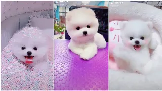 Tik Tok Cho Phoc Soc Mini 🥰Funny and Cute Pomeranian #1