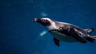 Залив Алгоа Последнее прибежище пингвина / Algoa Bay Last Refige of the African penguin | 4K |