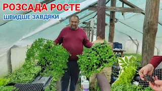 Гарна розсада в касеті без пекировки.Як виростити?