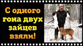 Охота на зайца или как мы с одного гона двух зайцев добыли!