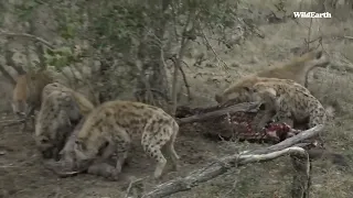 Lion almost bites this hyenas head off!!! #wildearth #lionsvshyenas #lions #hyenas