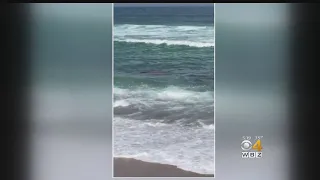 10 White Sharks Spotted Off Nauset Beach On Cape Cod