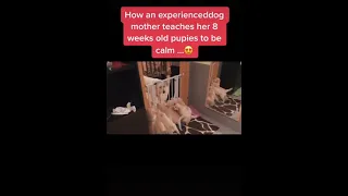 How An Experience Dog Mother Teaches Her 8 Weeks Old Puppies To Be Calm