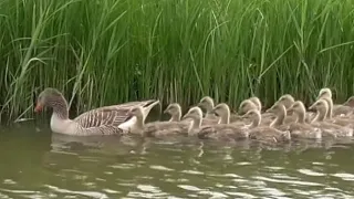 Greylag goose