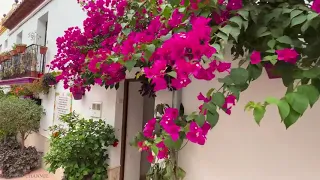 Estepona---The Most Flowery White Villages of Spain