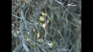 Как бороться с почковым клещом