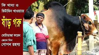 Cow farm-কি খাবার খাইয়ে ষাঁড় গরু মোটাতাজা করেন জেনে নিন গোপন রহস্য ।গরুর খামার,গরু পালন,গরুর খাদ্য।