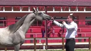 Терский племенной конный завод №169. Лучшая лошадь арабской породы в России 2016