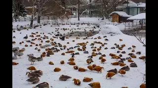 Идем в Московский Зоопарк смотреть на большого слона, медведей и других животных.