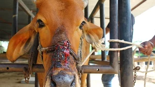 Cow injured from halter cutting into face rescued.