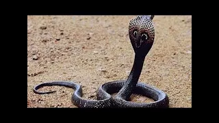 Wildlife  King Cobra Documentary 2015 HD