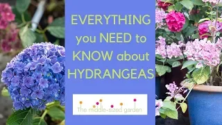 Hydrangeas - everything you need to know about growing hydrangeas in your garden