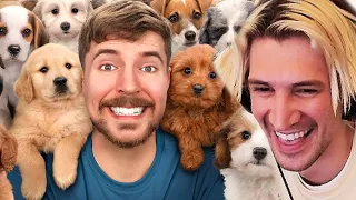 MrBeast Rescued 100 Abandoned Dogs!