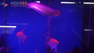 🐠Aquass - Арована черная, Скалярия красный диамант, Скалярия красный дьявол