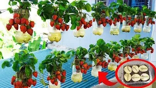 The Secret To Turning Plastic Bottles Into A Paradise Of Fresh, Delicious Strawberries | Diy Core|