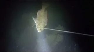 Night spearfishing practice