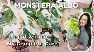 All about my Monstera Albos! Repot with me and my Care Tips and Tricks!