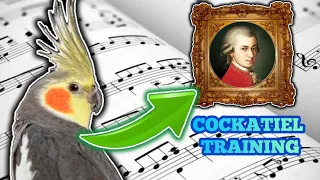 Cockatiel singing Queen of the night (Mozart) - COCKATIEL WHISTLE TRAINING