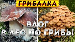 🍄 Влог по грибы в лес | Съедобные грибы 2023 в Свердловской области #грибы #грибалка #тихаяохота