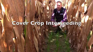 Interseeding Cover Crops For Weed Management