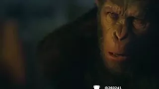 Olha o que o macaco fala pro outro