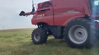 9250 Case IH combines with 50 foot MacDon headers! Wades Harvesting!