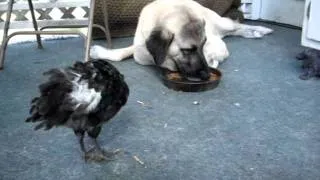 The Anatolian Shepherd, the chicken and the dog food