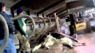 Undercover video from Greenleaf dairy