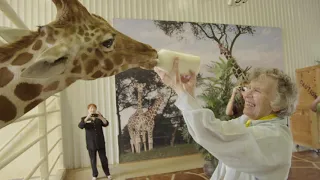 Anne Innis Dagg - Bottle Feeding Baby Giraffe