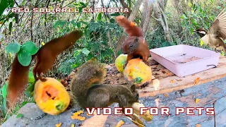 Video For Cats 🐈 Red Squirrels& Birds Playing & Eating Ripe Papaya & Banana With Birds singing