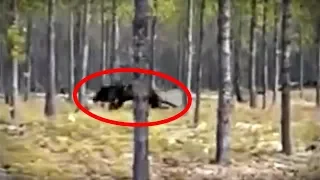 5 Mysterious Cryptid Videos You've Never Seen