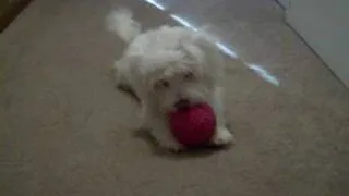 Havachon Puppy Mon Chouchou Playing with Ball in Hallway 2009 06 24 079