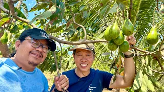 START IT RIGHT sa Farming Para KUMITA at mag ENJOY + Fruit Trees integrated sa Layer Farm