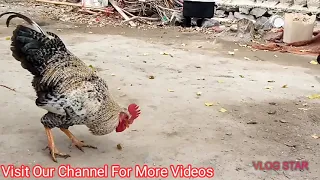 Rooster Love Hen Two Time 😱 | Village Animals |